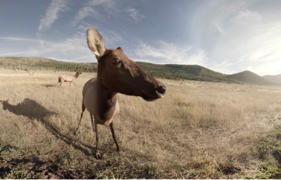 Danfung Dennis, Casey Brown, Phil McNally’s Condition One: In the Presence of Animals,courtesy of Sundance Institute